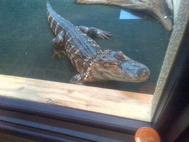 Αλιγάτορας θα καλωσορίζει τους πελάτες εστιατορίου στο Μίσιγκαν